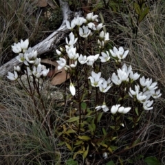 Gentianella muelleriana subsp. jingerensis at Cotter River, ACT - 1 Apr 2019