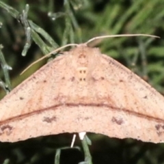 Idiodes apicata (Bracken Moth) at Guerilla Bay, NSW - 30 Mar 2019 by jbromilow50