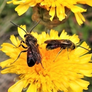 Lasioglossum (Parasphecodes) sp. (genus & subgenus) at Cotter River, ACT - 1 Apr 2019