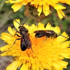 Lasioglossum (Parasphecodes) sp. (genus & subgenus) (Halictid bee) at Cotter River, ACT - 1 Apr 2019 by JohnBundock
