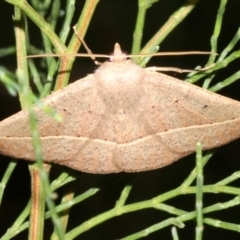 Idiodes siculoides (Straight-winged Bracken Moth) at Guerilla Bay, NSW - 30 Mar 2019 by jbromilow50