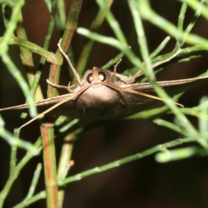 Idiodes siculoides at Guerilla Bay, NSW - 30 Mar 2019