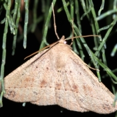 Idiodes siculoides at Guerilla Bay, NSW - 30 Mar 2019 08:29 PM