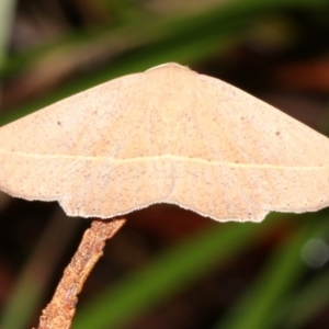 Idiodes apicata at Guerilla Bay, NSW - 30 Mar 2019