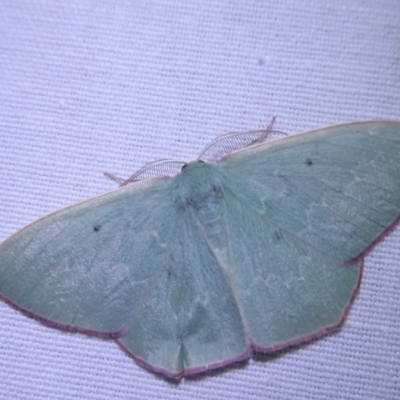 Prasinocyma undescribed species MoV1 (An Emerald moth) at Bimberi, NSW - 1 Apr 2019 by Christine