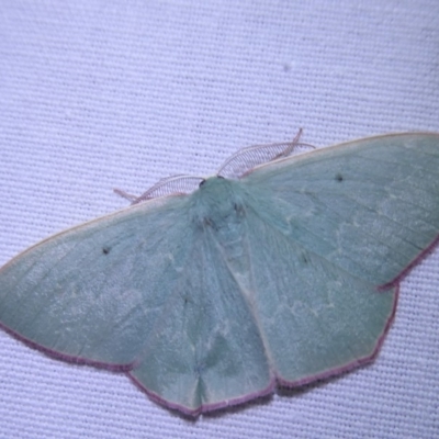 Prasinocyma sp. (1) (MoV, Part 4)(genus) (An Emerald moth (Geometrinae)) at Bimberi, NSW - 1 Apr 2019 by Christine