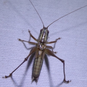 Conocephalus sp. (genus) at Bimberi, NSW - 1 Apr 2019 07:50 PM