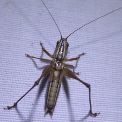 Conocephalus sp. (genus) (A Tussock Katydid) at Bimberi Nature Reserve - 1 Apr 2019 by Christine