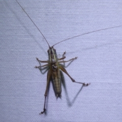 Conocephalus sp. (genus) at Bimberi, NSW - 1 Apr 2019 07:50 PM