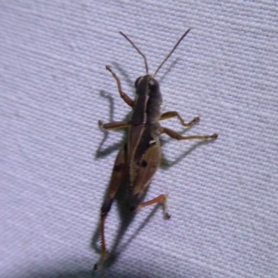 Phaulacridium vittatum (Wingless Grasshopper) at Bimberi, NSW - 1 Apr 2019 by Christine