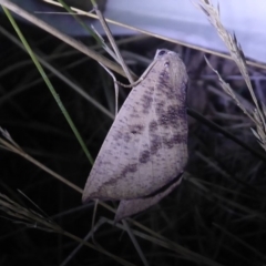Mnesampela heliochrysa (Golden-winged Gum Moth) at Bimberi Nature Reserve - 1 Apr 2019 by Christine