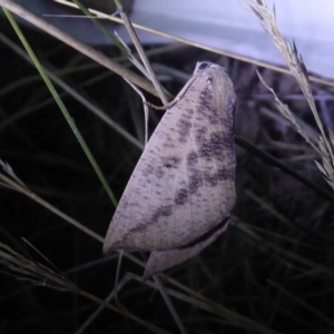 Mnesampela heliochrysa at Bimberi, NSW - 1 Apr 2019 07:53 PM