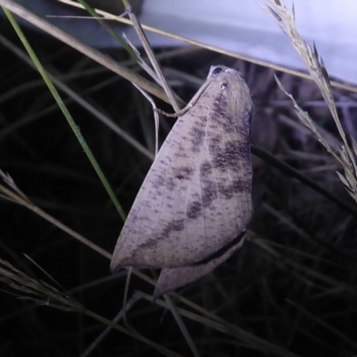 Mnesampela heliochrysa (Golden-winged Gum Moth) at Bimberi, NSW - 1 Apr 2019 by Christine