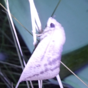 Mnesampela heliochrysa at Bimberi, NSW - 1 Apr 2019 07:53 PM