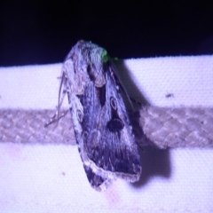 Agrotis munda at Bimberi, NSW - 1 Apr 2019 07:58 PM