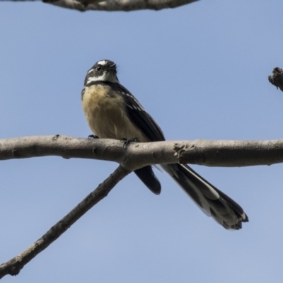 Rhipidura albiscapa (Grey Fantail) at Acton, ACT - 29 Mar 2019 by AlisonMilton