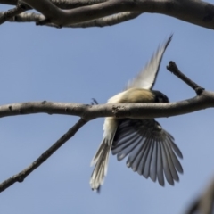 Rhipidura albiscapa at Acton, ACT - 29 Mar 2019