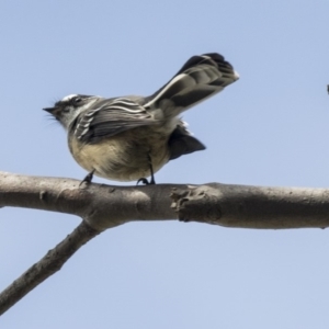 Rhipidura albiscapa at Acton, ACT - 29 Mar 2019