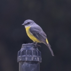 Eopsaltria australis (Eastern Yellow Robin) at Acton, ACT - 29 Mar 2019 by AlisonMilton