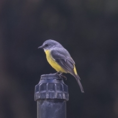 Eopsaltria australis at Acton, ACT - 29 Mar 2019