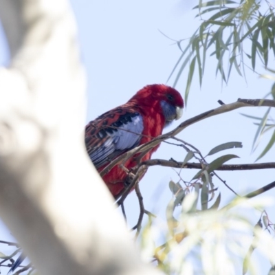 Platycercus elegans (Crimson Rosella) at Higgins, ACT - 30 Mar 2019 by Alison Milton