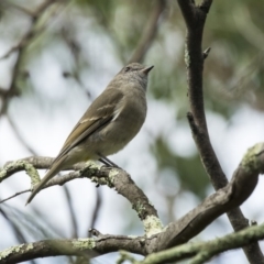 Pachycephala pectoralis (Golden Whistler) at Acton, ACT - 29 Mar 2019 by Alison Milton