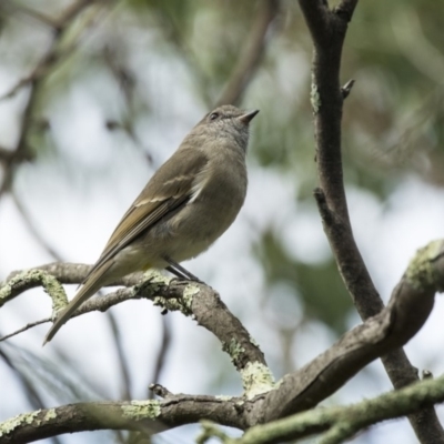 Pachycephala pectoralis (Golden Whistler) at ANBG - 29 Mar 2019 by Alison Milton