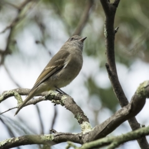 Pachycephala pectoralis at Acton, ACT - 29 Mar 2019