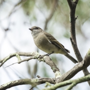 Pachycephala pectoralis at Acton, ACT - 29 Mar 2019 12:32 PM