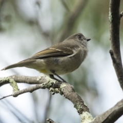 Pachycephala pectoralis at Acton, ACT - 29 Mar 2019