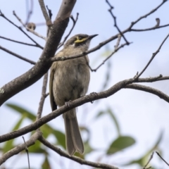 Caligavis chrysops (Yellow-faced Honeyeater) at Hackett, ACT - 29 Mar 2019 by AlisonMilton