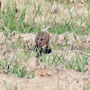 Anthus australis at Gordon, ACT - 1 Apr 2019