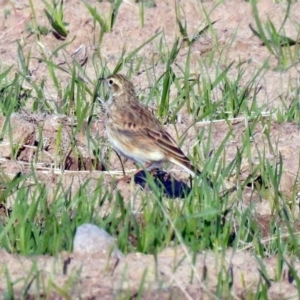 Anthus australis at Gordon, ACT - 1 Apr 2019