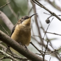 Acanthorhynchus tenuirostris (Eastern Spinebill) at Hackett, ACT - 29 Mar 2019 by AlisonMilton