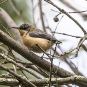 Acanthorhynchus tenuirostris at Hackett, ACT - 29 Mar 2019