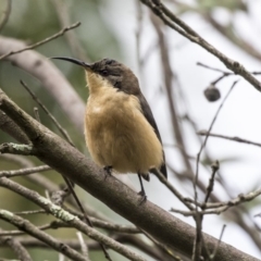 Acanthorhynchus tenuirostris at Hackett, ACT - 29 Mar 2019