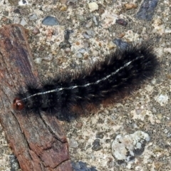 Ardices curvata (Crimson Tiger Moth) at Namadgi National Park - 1 Apr 2019 by RodDeb