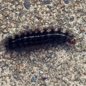 Ardices curvata at Rendezvous Creek, ACT - 1 Apr 2019