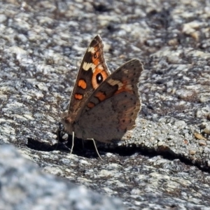 Junonia villida at Rendezvous Creek, ACT - 1 Apr 2019