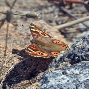 Junonia villida at Rendezvous Creek, ACT - 1 Apr 2019