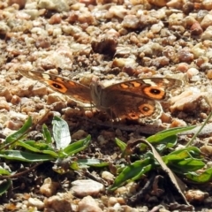 Junonia villida at Rendezvous Creek, ACT - 1 Apr 2019