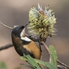 Acanthorhynchus tenuirostris (Eastern Spinebill) at Acton, ACT - 29 Mar 2019 by Alison Milton