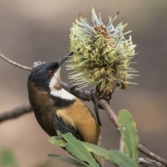 Acanthorhynchus tenuirostris (Eastern Spinebill) at Acton, ACT - 29 Mar 2019 by AlisonMilton