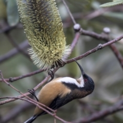 Acanthorhynchus tenuirostris at Acton, ACT - 29 Mar 2019