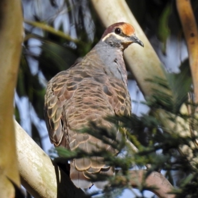 Phaps chalcoptera (Common Bronzewing) at Rendezvous Creek, ACT - 1 Apr 2019 by RodDeb