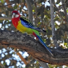 Platycercus eximius (Eastern Rosella) at Paddys River, ACT - 1 Apr 2019 by RodDeb