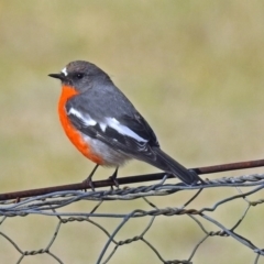 Petroica phoenicea (Flame Robin) at Booth, ACT - 1 Apr 2019 by RodDeb