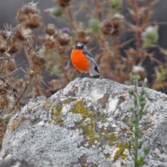 Petroica phoenicea at Booth, ACT - 1 Apr 2019 05:01 PM