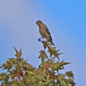 Petroica phoenicea at Booth, ACT - 1 Apr 2019 05:01 PM