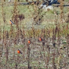 Petroica phoenicea at Booth, ACT - 1 Apr 2019 05:01 PM